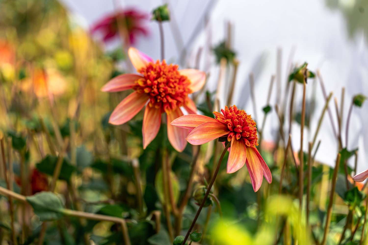 Dahlie 'Totally Tangerine'